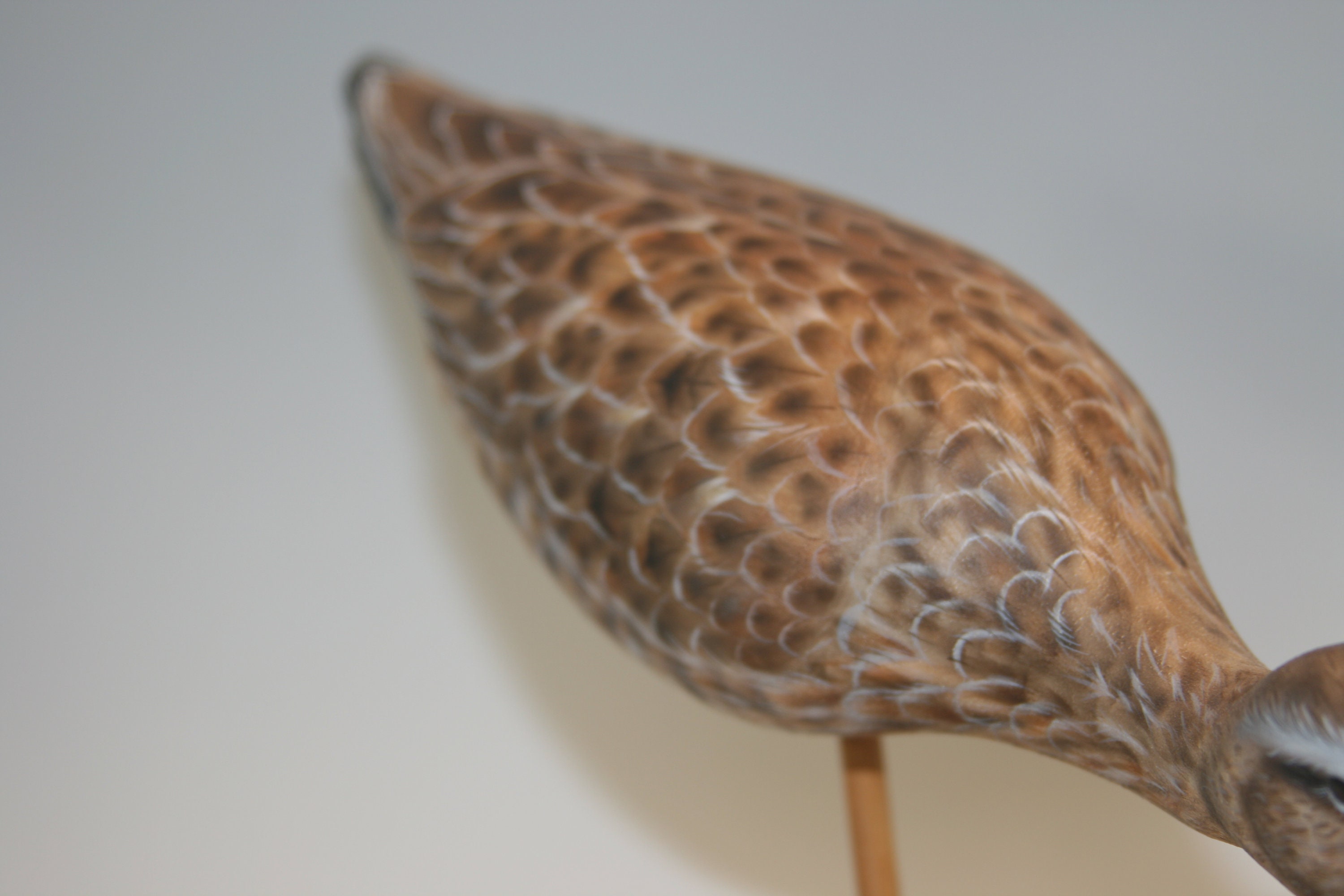 Dowitcher Pair — view 2