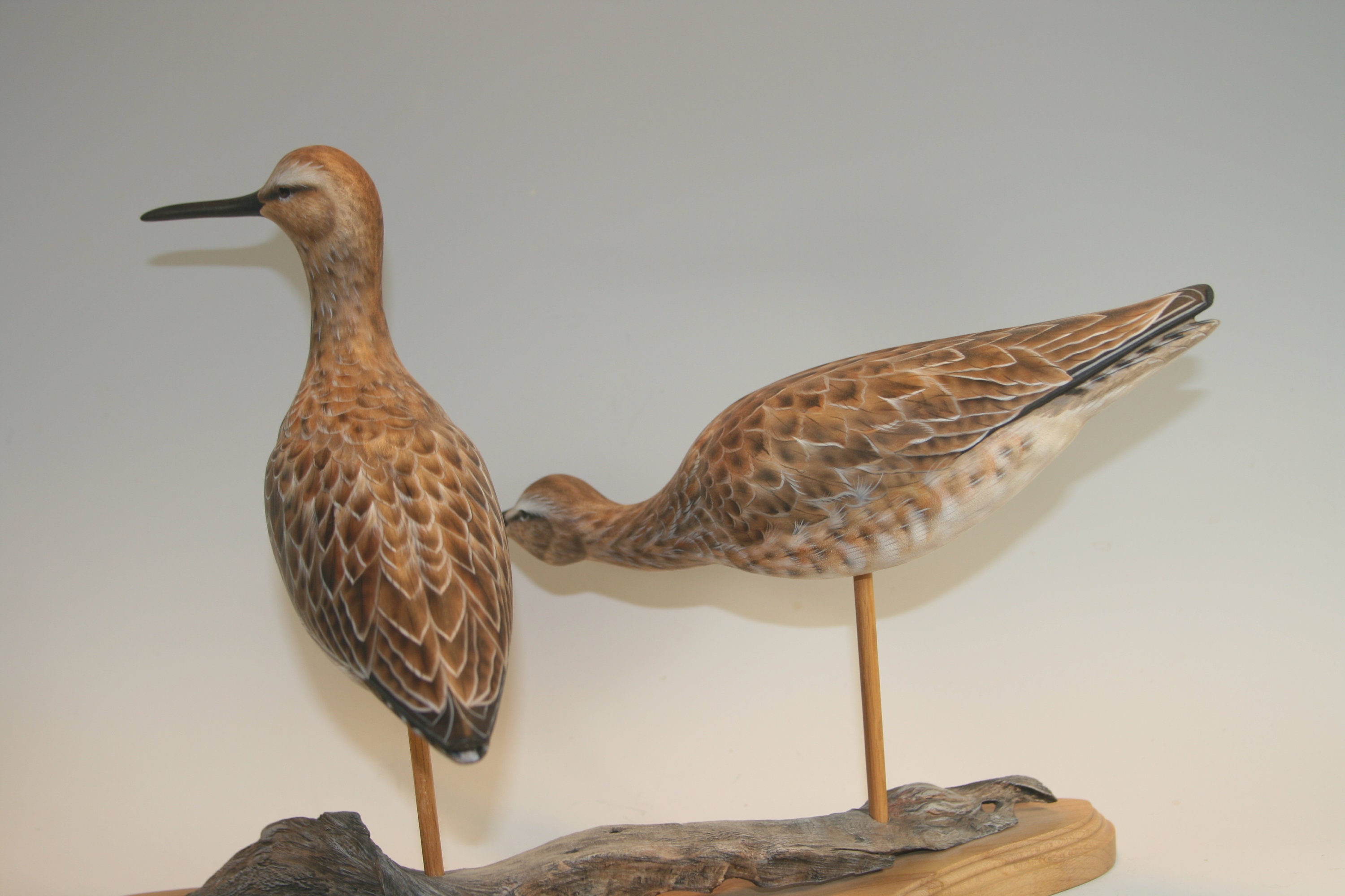 Dowitcher Pair — view 7