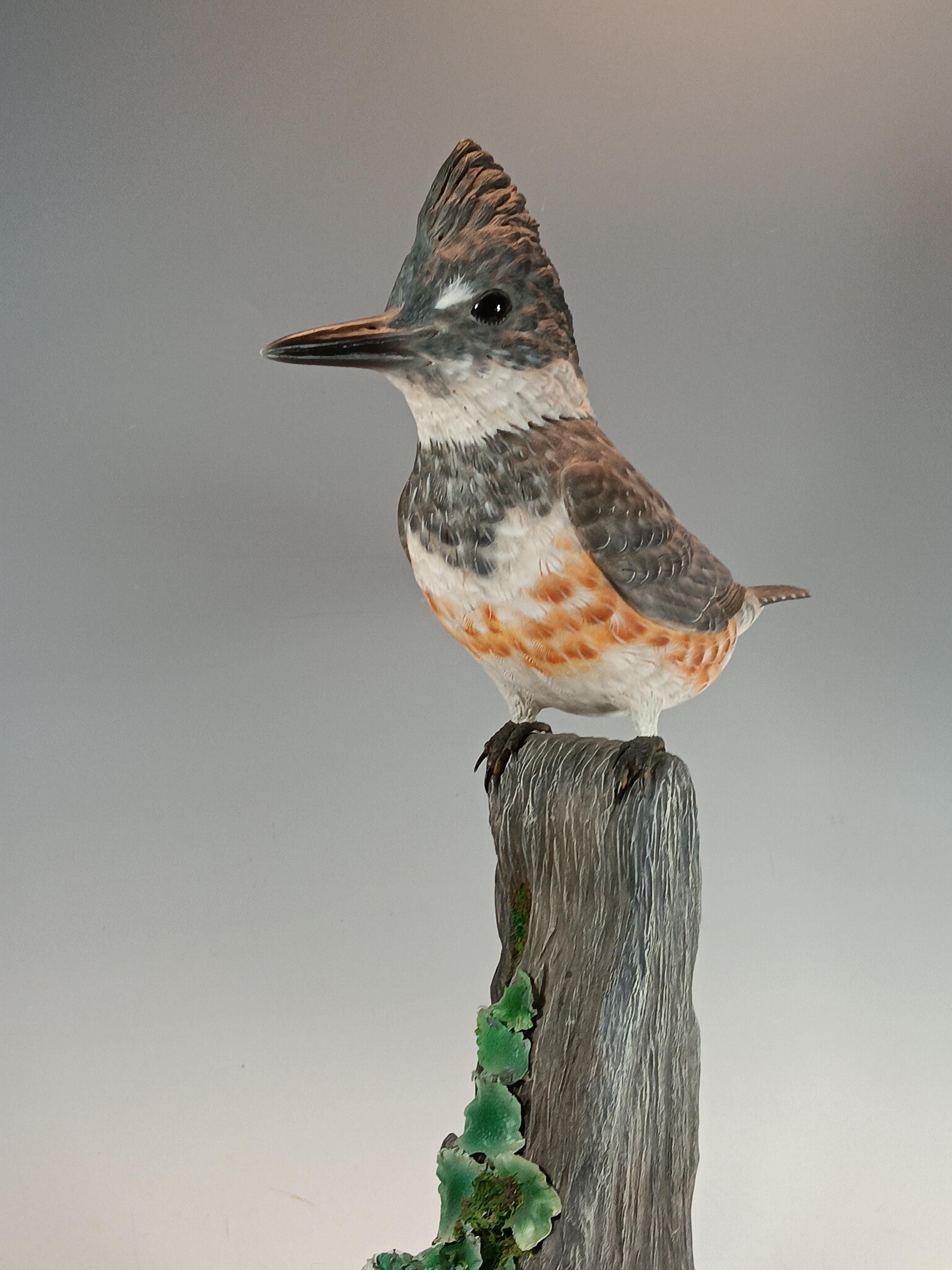 Belted Kingfisher (Driftwood Base) — view 6