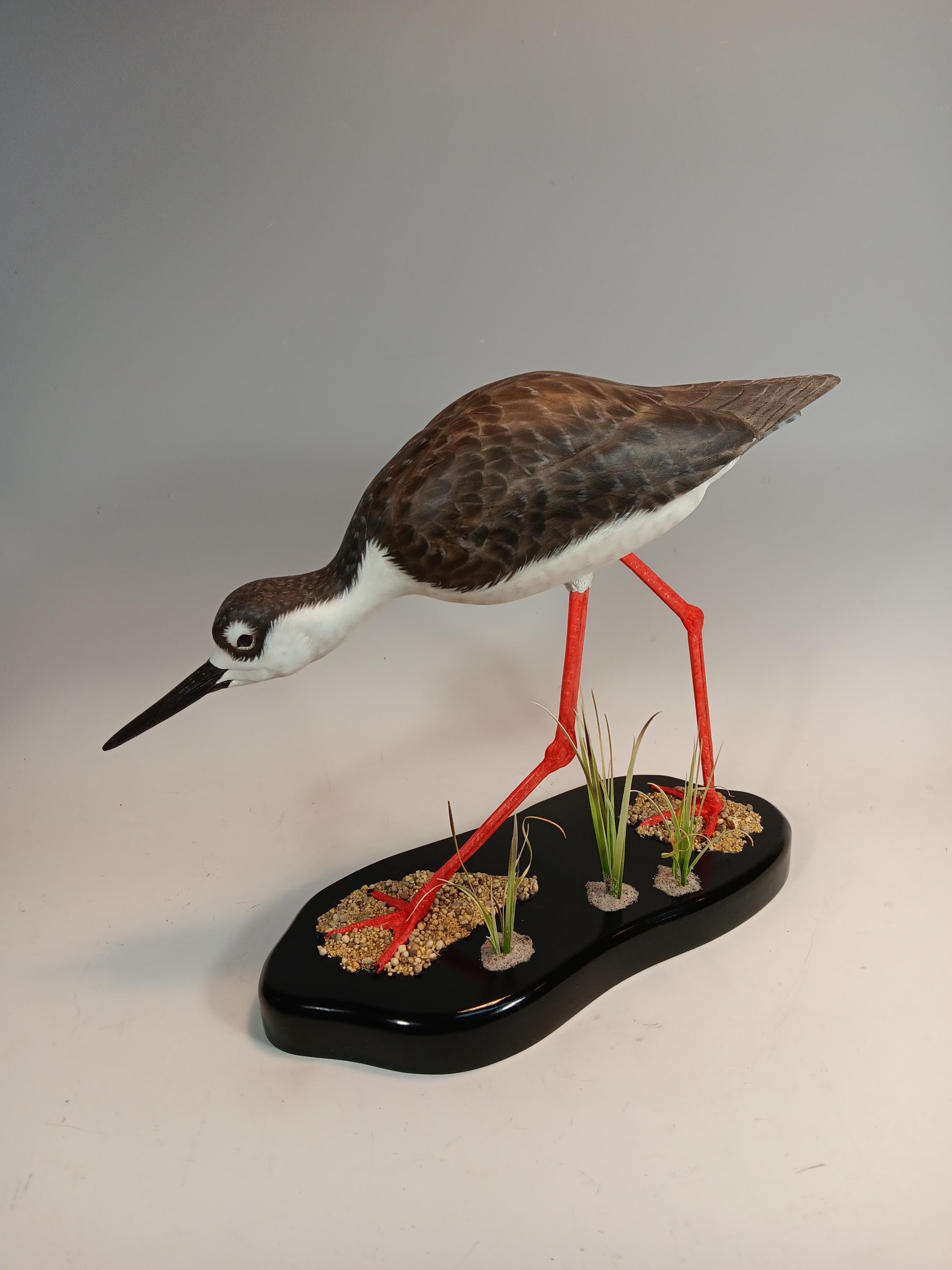 Black-Necked Stilt — view 3