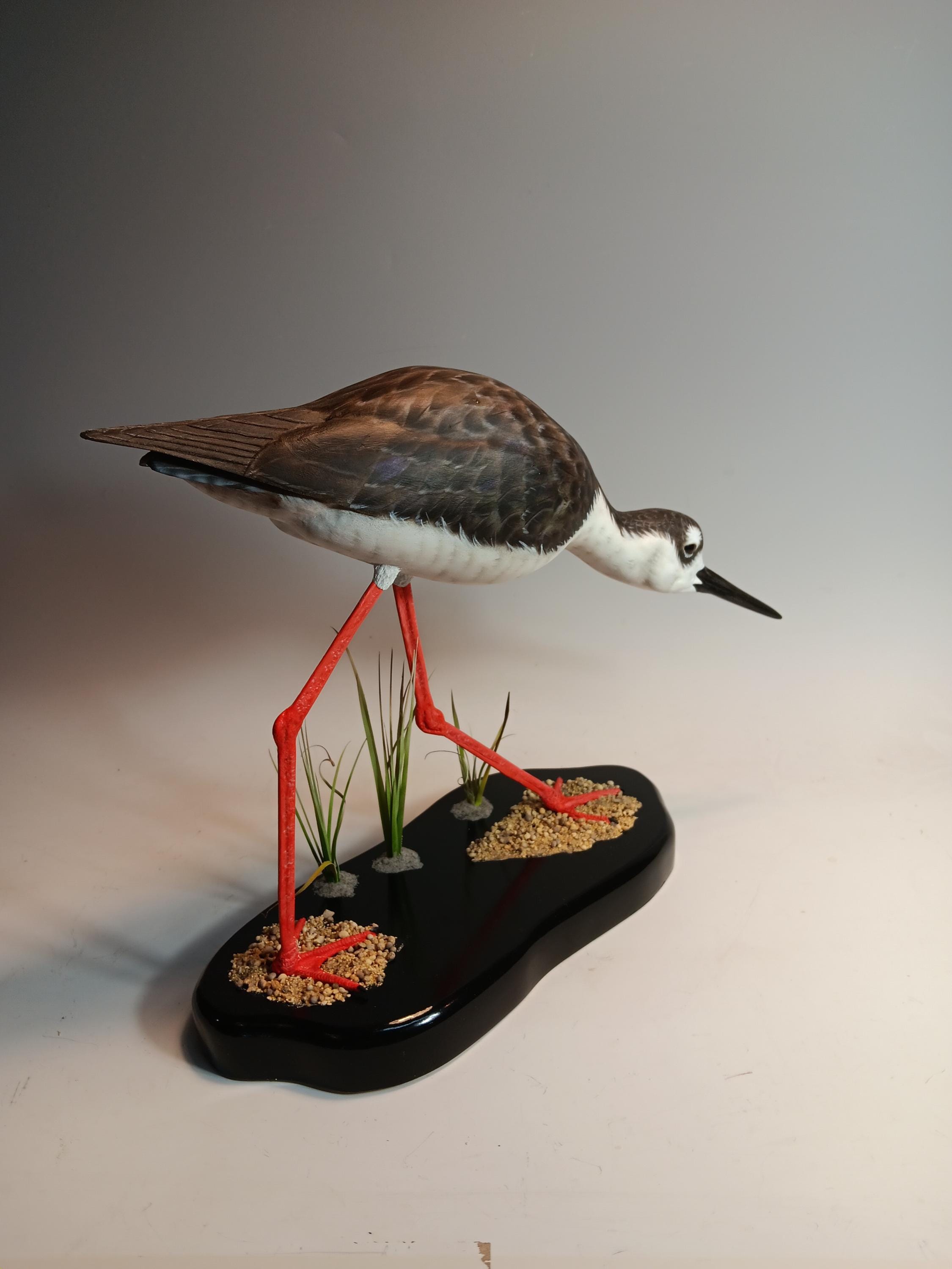 Black-Necked Stilt — view 5