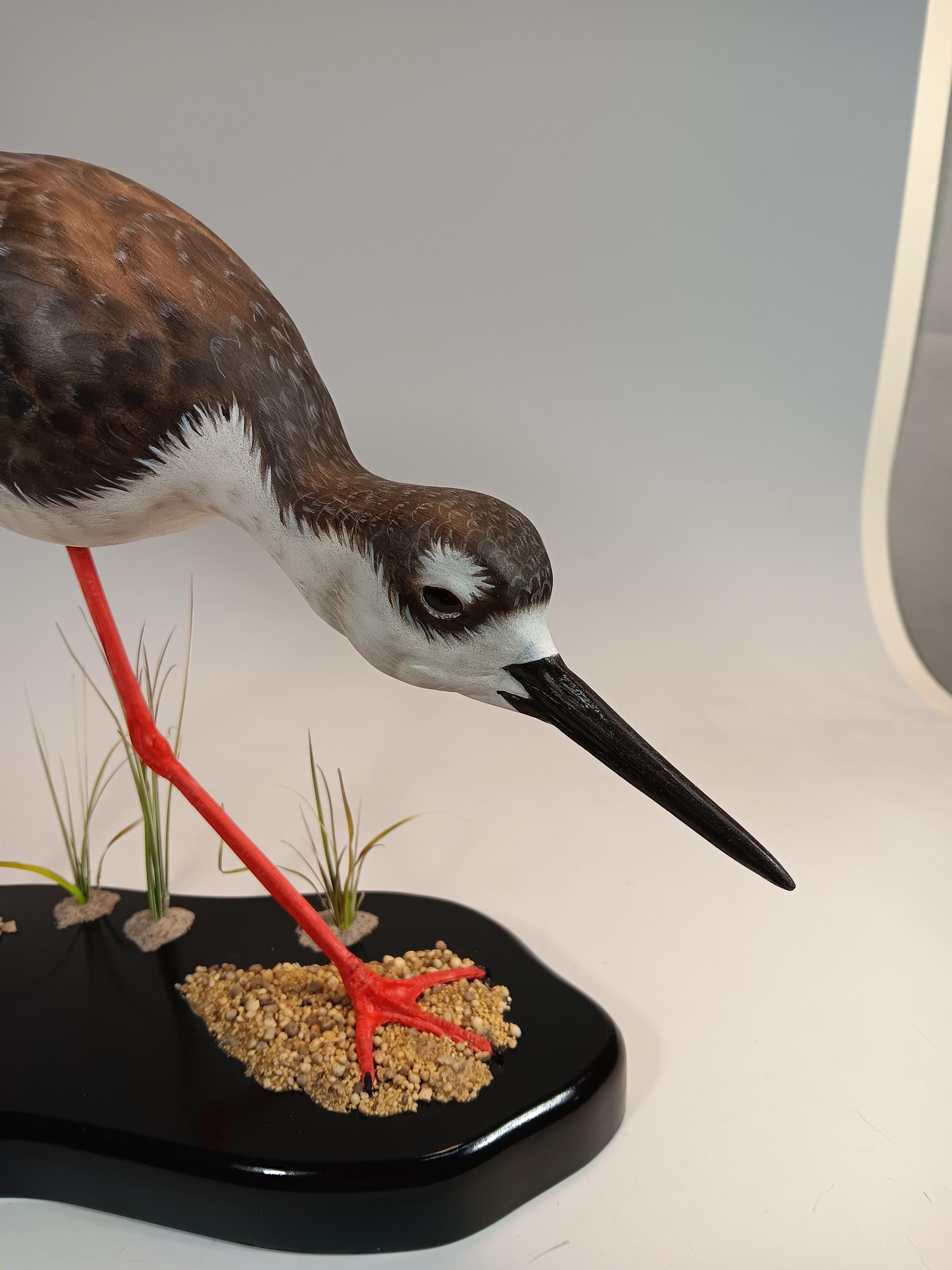 Black-Necked Stilt — view 6