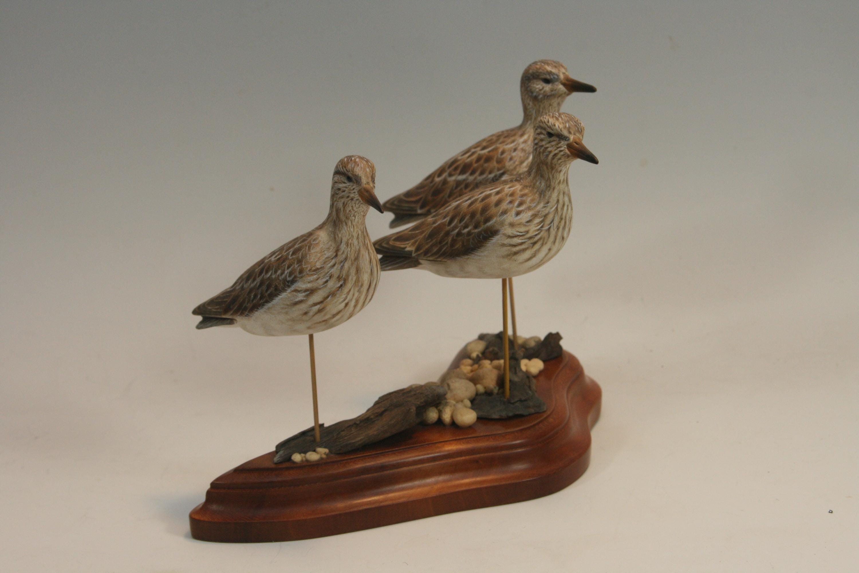 Pectoral Sandpipers — view 7