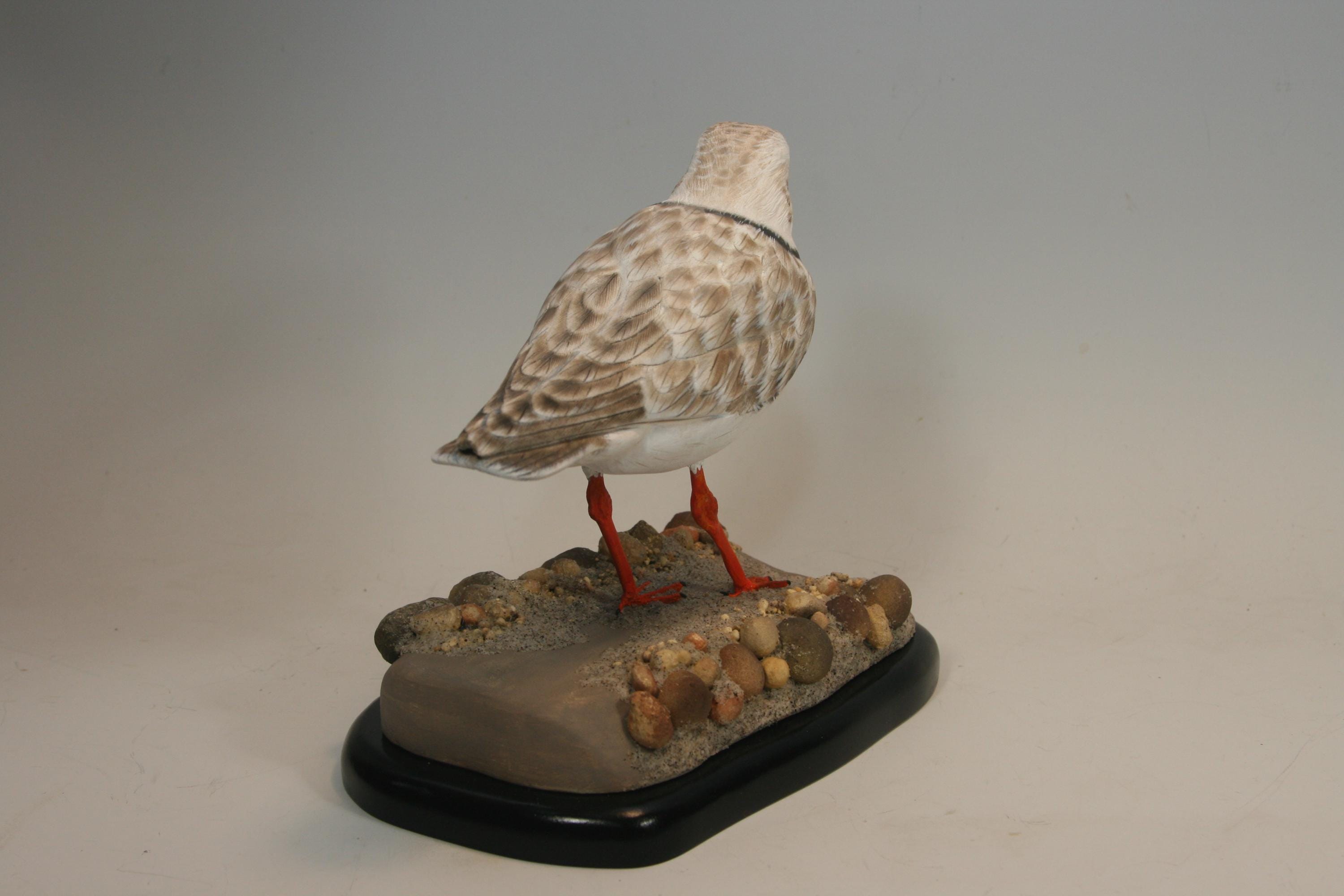 Piping Plover — view 4