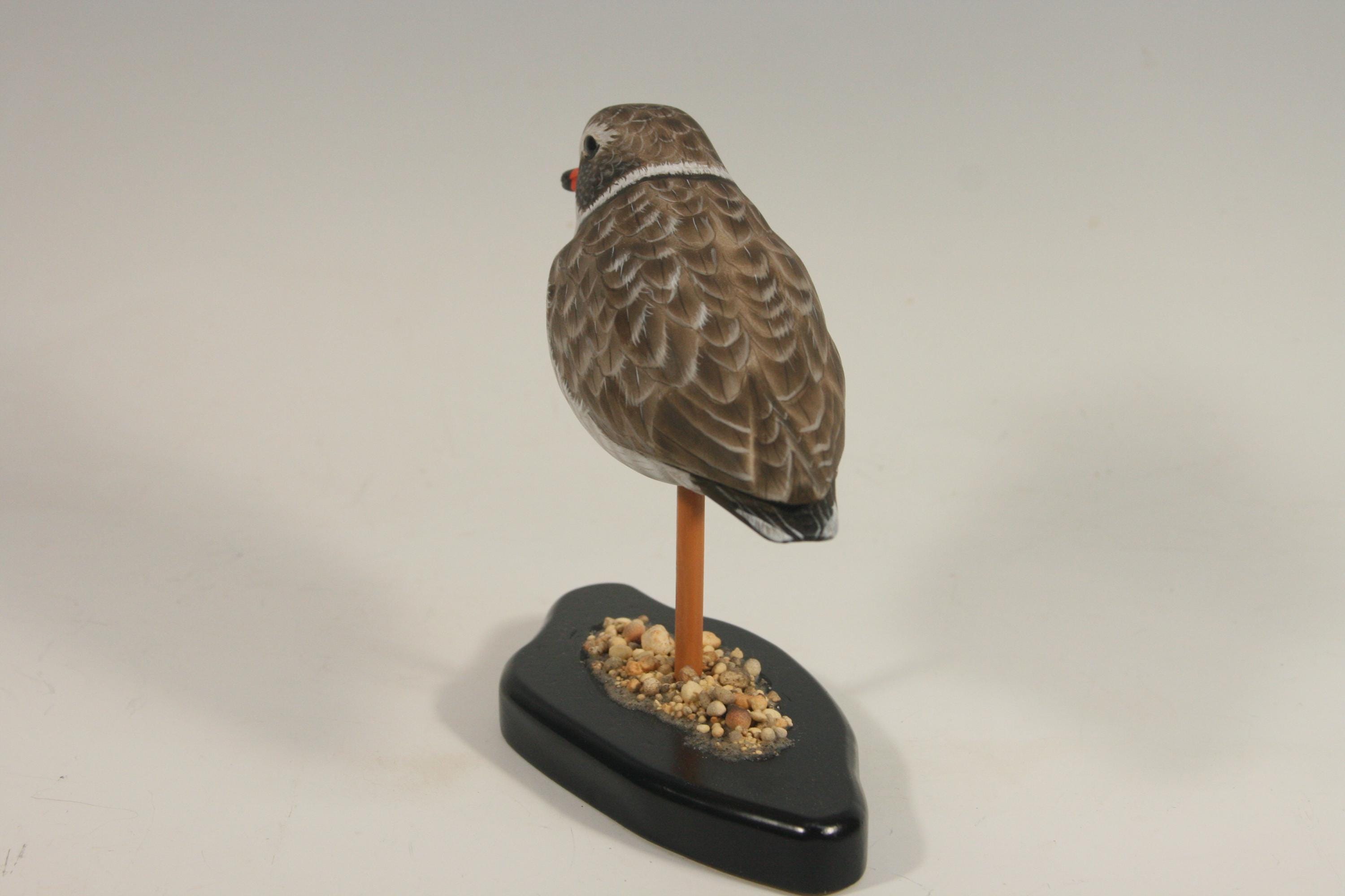 Semi-Palmated Plover — view 5