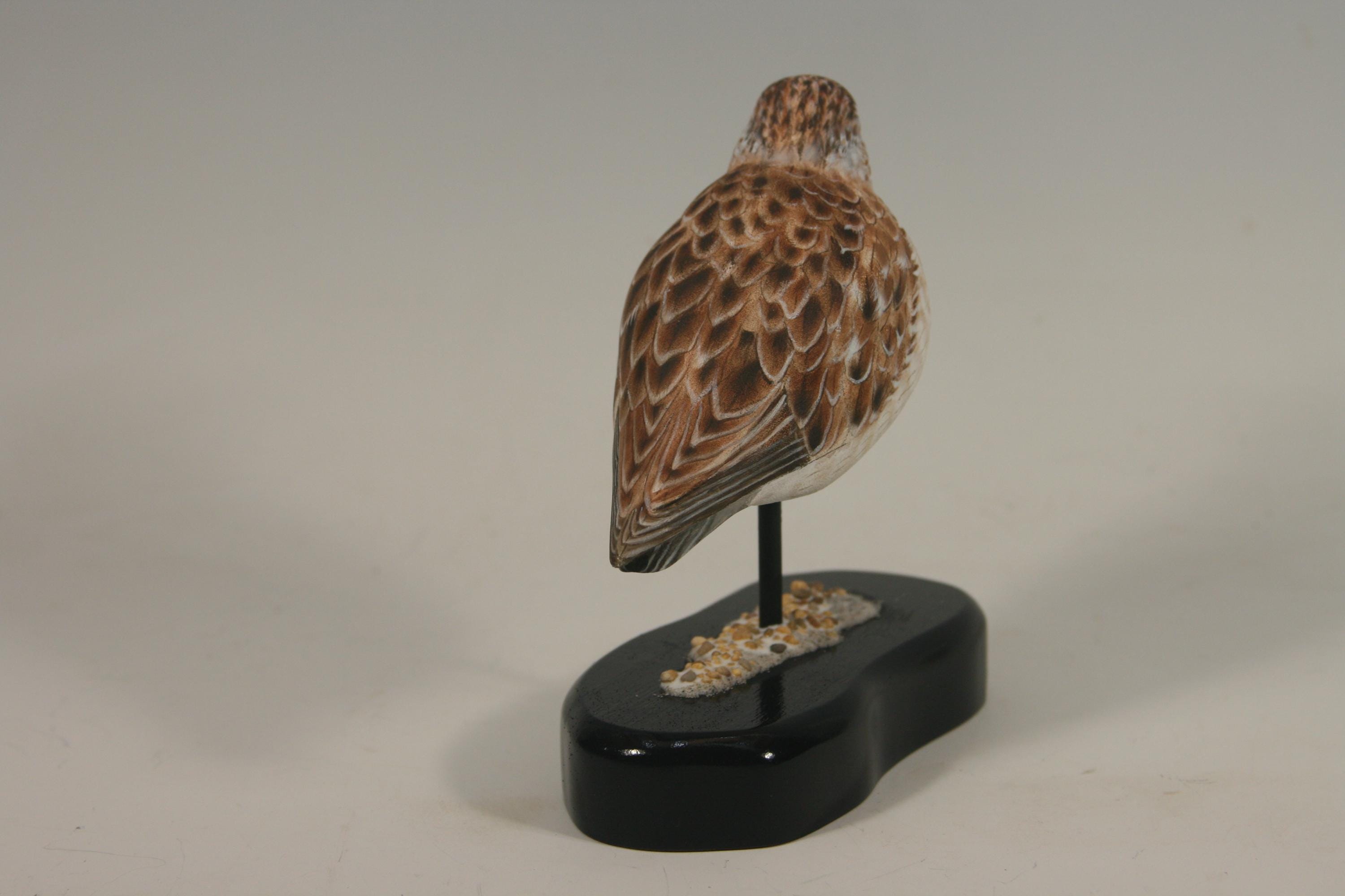 Semi-Palmated Sandpiper — view 7